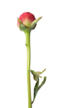 Güzel pembe şakayık tomurcuğu beyazda izole edilmiş.