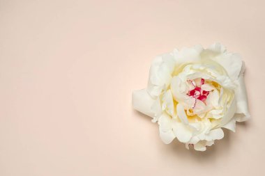 Bej arka planda güzel beyaz şakayık, üst manzara. Metin için boşluk