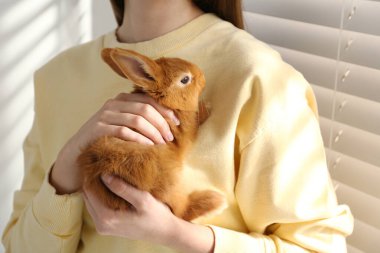 İçeride sevimli bir tavşanı olan genç bir kadın, yakın plan. Sevimli hayvan