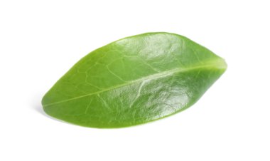 Taze yeşil çay yaprağı beyaza izole edilmiş.