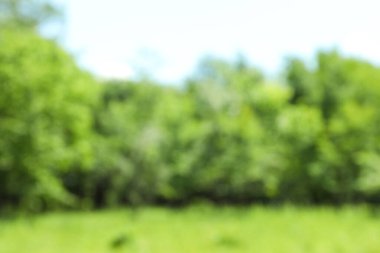 Güneşli bir günde parkın bulanık manzarası. Bokeh etkisi