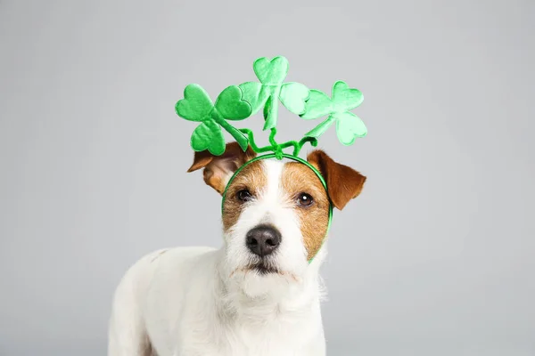 Jack Russell Terrier Koniczyną Zostawia Opaskę Jasnoszarym Tle Dzień Patryka — Zdjęcie stockowe