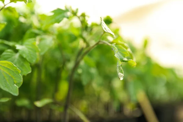 Tomatplantor Med Våta Blad Suddig Bakgrund Närbild — Stockfoto