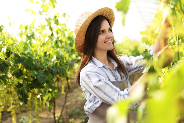 Happy young woman working with cultivated grape plants in greenhouse