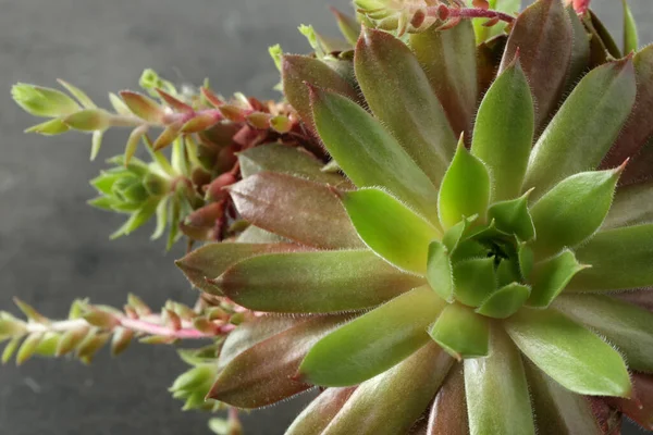 Belle Écheveria Sur Fond Gris Vue Dessus Plante Succulente — Photo