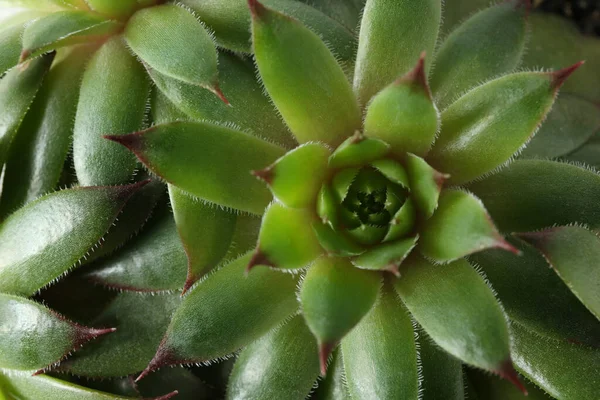 Mooie Echeveria Als Achtergrond Bovenaanzicht Sappige Planten — Stockfoto