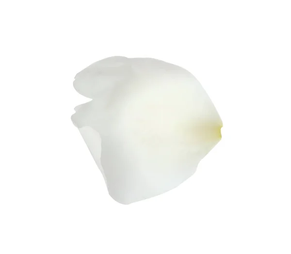Kronblad Pion Blomma Isolerad Vit — Stockfoto