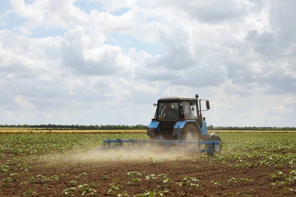 Moderní Traktor Pěstující Pole Zrajících Slunečnic Zemědělský Průmysl — Stock fotografie
