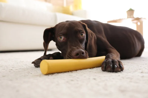 Sød Tysk Korthåret Pointer Hund Leger Med Legetøj Derhjemme - Stock-foto