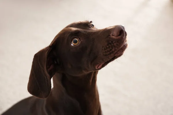 漂亮的棕色德国斑纹猎犬在家里 — 图库照片