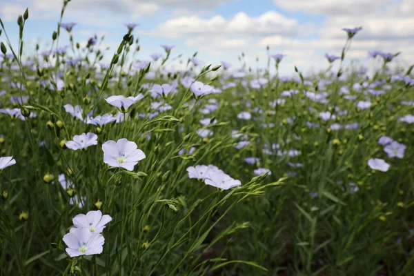 Closeup View Beautiful Blooming Flax Field — Stock Photo, Image