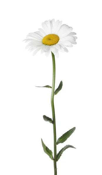 Piękny Pachnący Kwiat Rumianku Odizolowany Białym — Zdjęcie stockowe