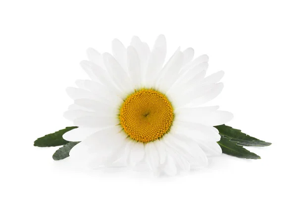 Όμορφο Αρωματικό Λουλούδι Χαμομηλιού Απομονωμένο Λευκό — Φωτογραφία Αρχείου