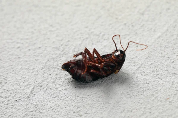 浅灰色石质背景上的死亡褐色蟑螂 防治虫灾 — 图库照片