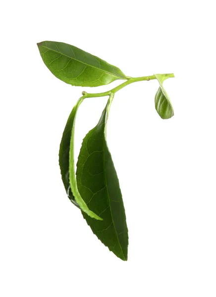 Green Leaves Tea Plant Isolated White — Stock Photo, Image