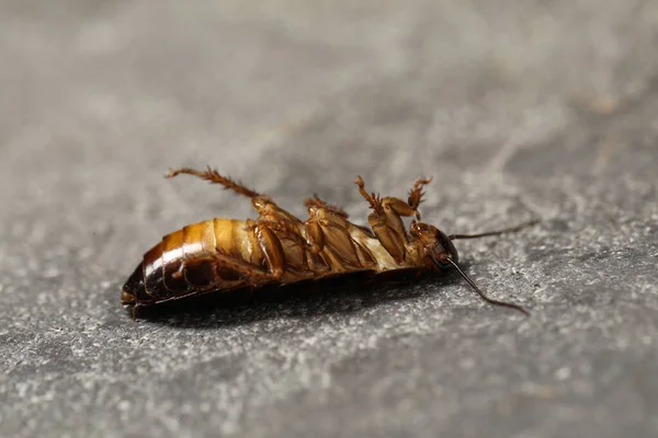 Dode Bruine Kakkerlak Grijze Stenen Achtergrond Close Bestrijding Van Plagen — Stockfoto