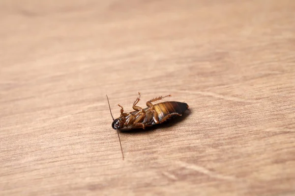 木製の床の上に死んだゴキブリ 閉じます 害虫駆除 — ストック写真