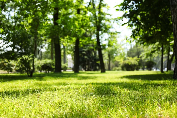 Zielony Trawnik Świeżą Trawą Parku — Zdjęcie stockowe