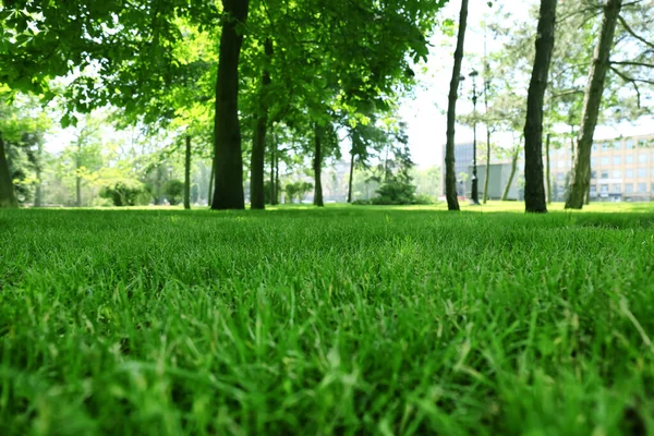 Groene Gazon Met Vers Gras Het Park — Stockfoto