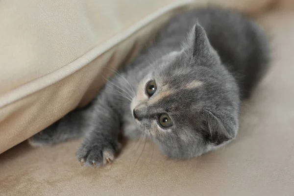 Lindo Gatito Británico Shorthair Sofá Beige Bebé Animal — Foto de Stock