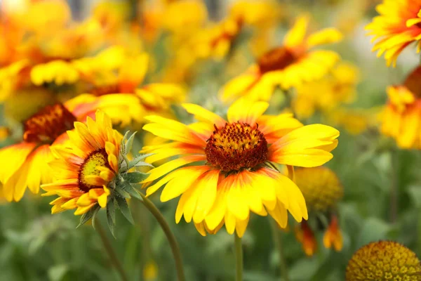 Schöne Blühende Gaillardia Freien Frühlingstag Nahaufnahme — Stockfoto