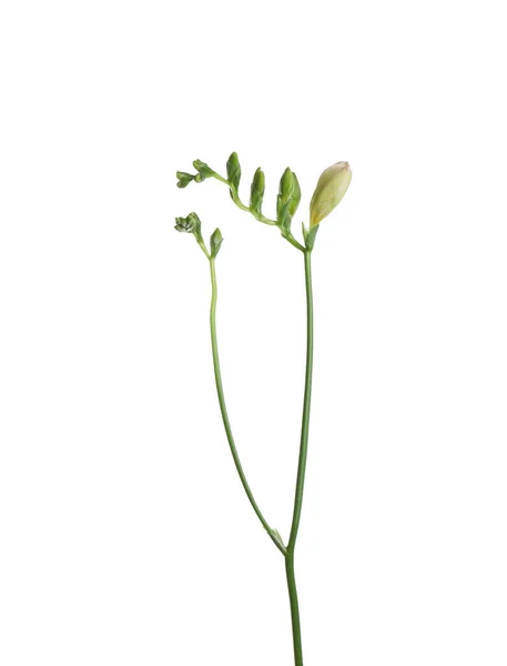 Knoppar Freesia Blomma Isolerad Vit — Stockfoto