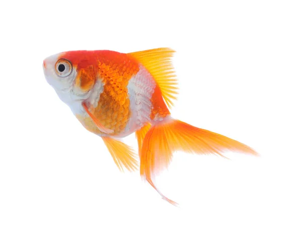Beautiful Bright Small Goldfish Isolated White Stock Photo