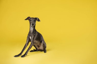 Sarı arka planda sevimli İtalyan Greyhound köpeği. Metin için boşluk