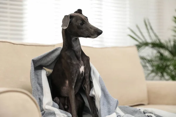 Talyan Greyhound Köpeği Evdeki Kanepede Ekoseyle Kaplanmış — Stok fotoğraf