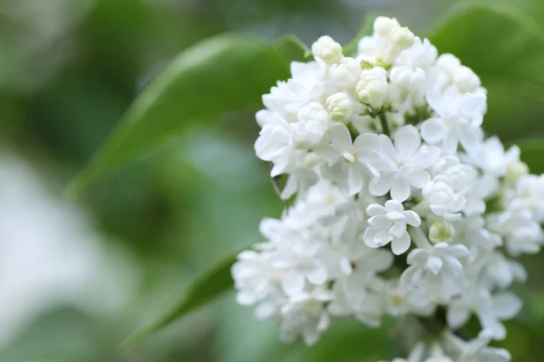 Hermosas Flores Color Lila Blanco Sobre Fondo Borroso Primer Plano — Foto de Stock