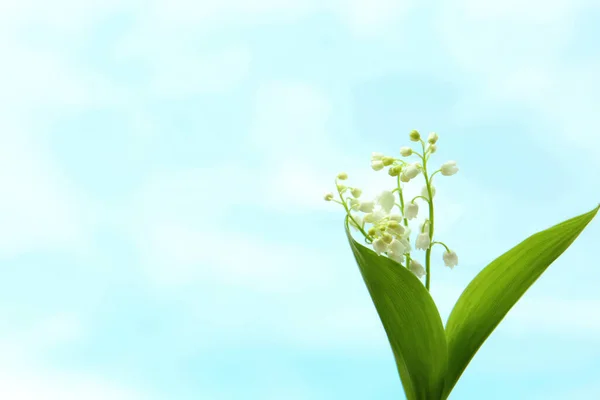 Mooie Lelie Van Vallei Bloemen Lichte Achtergrond Ruimte Voor Tekst — Stockfoto