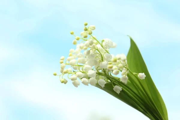 Mooie Lelie Van Vallei Bloemen Lichte Achtergrond — Stockfoto