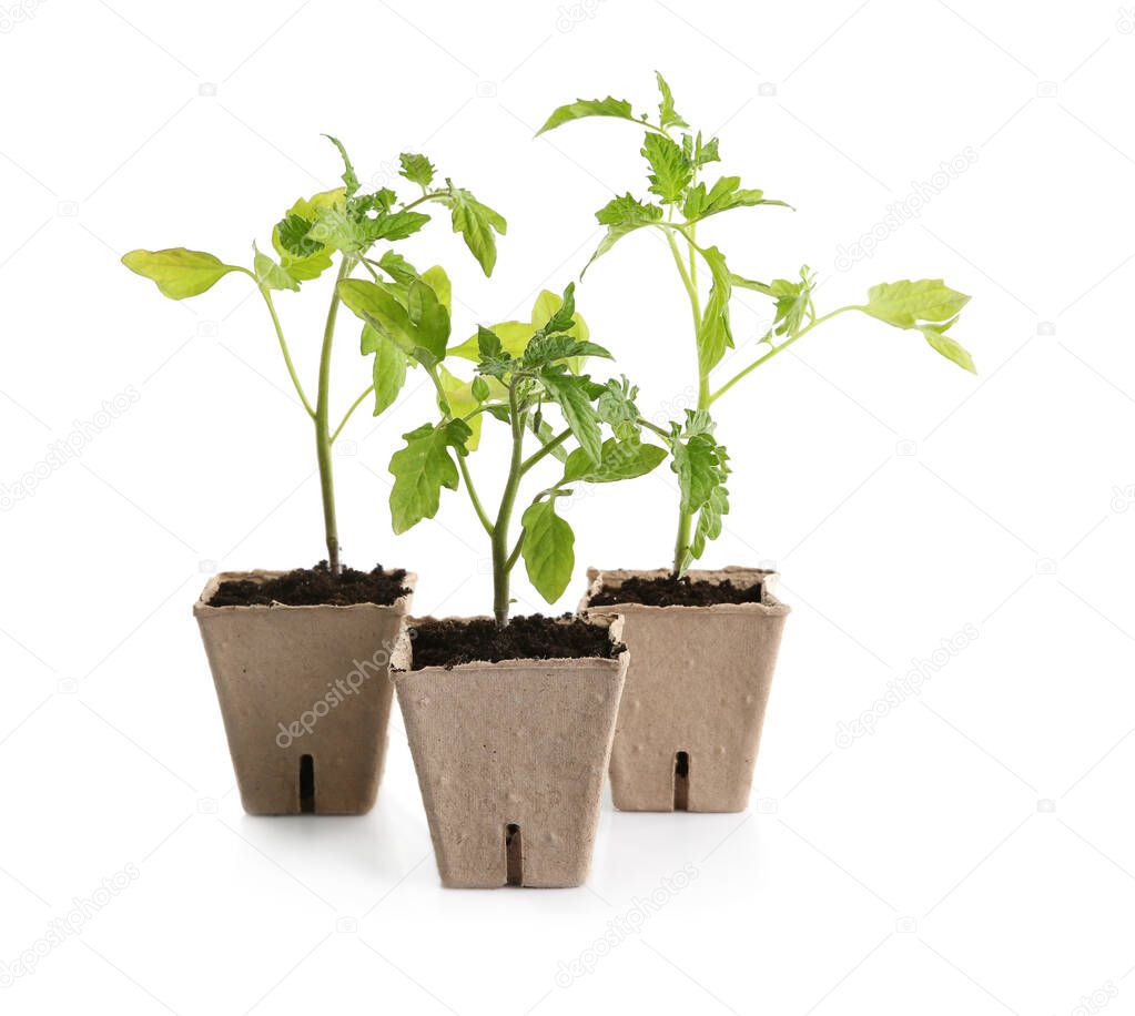 Green tomato seedlings in peat pots isolated on white
