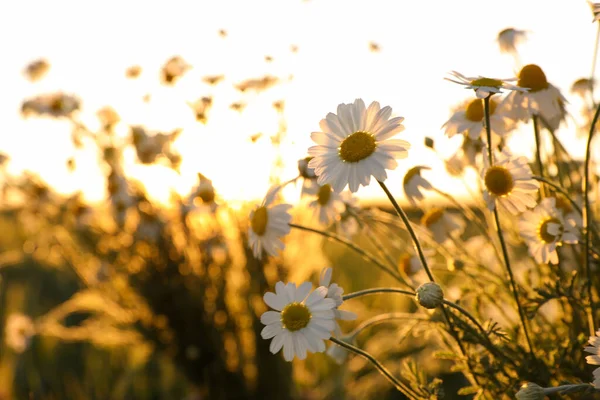 Крупный План Красивого Ромашкового Поля Солнечный День — стоковое фото