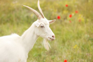 Güzel beyaz keçi tarlada, yazı için yer var. Hayvancılık.