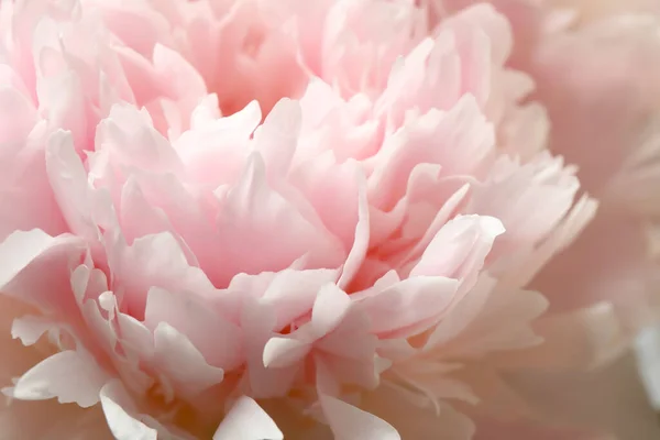 Hermosa Peonía Rosa Floreciente Como Fondo Primer Plano — Foto de Stock