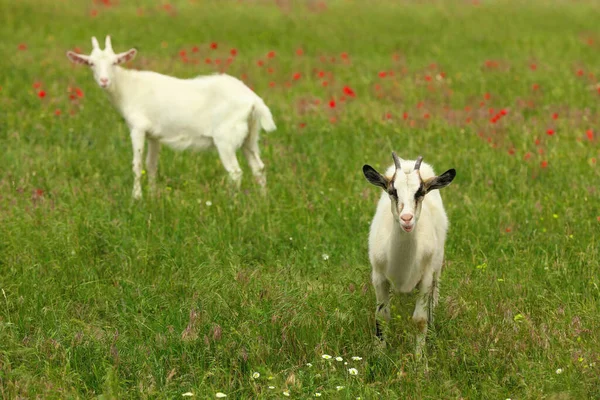 Beautiful Goats Green Field Animal Husbandry — Stock Photo, Image