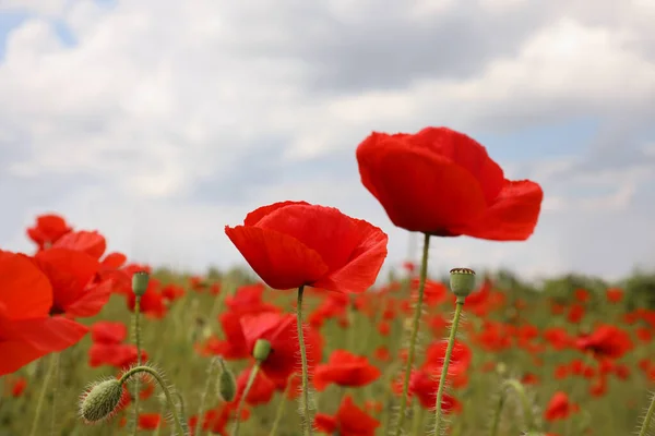 Gyönyörű Piros Mák Virágok Növekvő Területen Közelkép — Stock Fotó