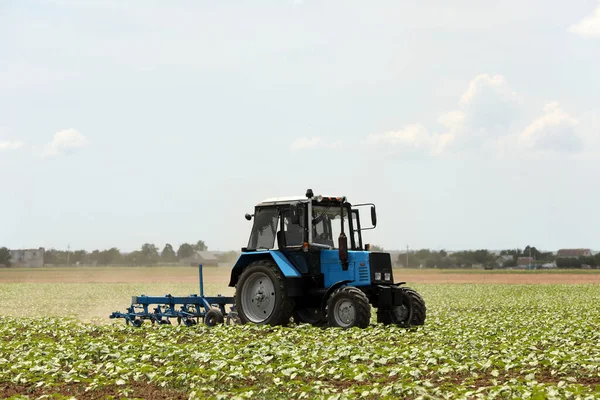 Moderner Traktor Bewirtschaftet Feld Reifender Sonnenblumen Agrarindustrie — Stockfoto