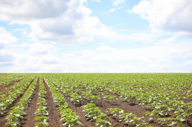 Güneşli bir günde genç ayçiçeği bitkileriyle tarım tarlası