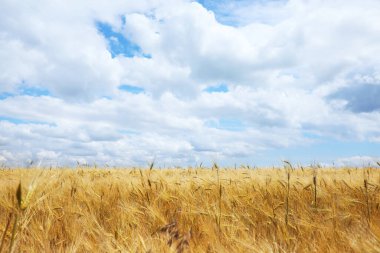Olgunlaşan mısır gevreğiyle güzel tarım tarlaları
