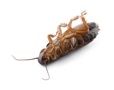 Ölü kahverengi hamamböceği beyazda izole edilmiş, yakın plan. Haşere kontrolü