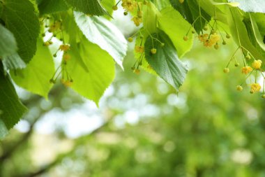 Bahar günü açık havada taze yeşil yaprakları ve çiçek açan ıhlamur ağacının yakın görüntüsü.