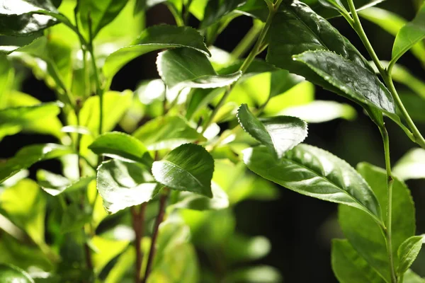 Vista Cerca Planta Verde Sobre Fondo Oscuro — Foto de Stock