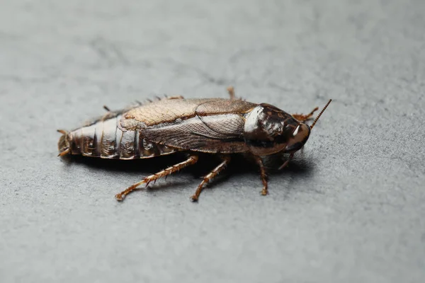 Brown Cockroach Light Grey Stone Background Closeup Pest Control — Stock Photo, Image