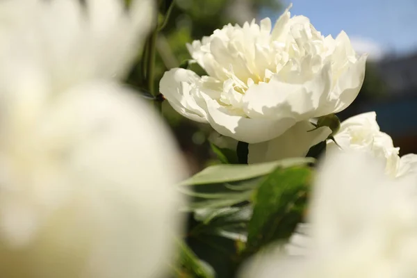 Closeup View Blooming White Peony Bush Outdoors — Stock Photo, Image