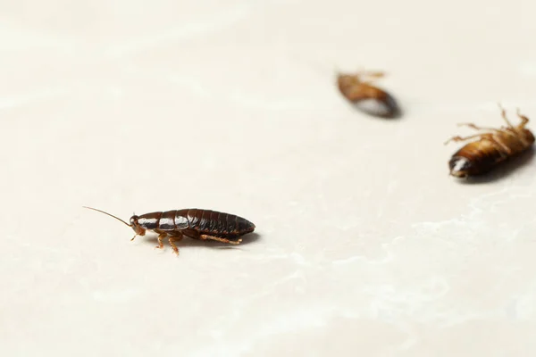 Bruine Kakkerlakken Lichtgrijze Marmeren Ondergrond Bestrijding Van Plagen — Stockfoto