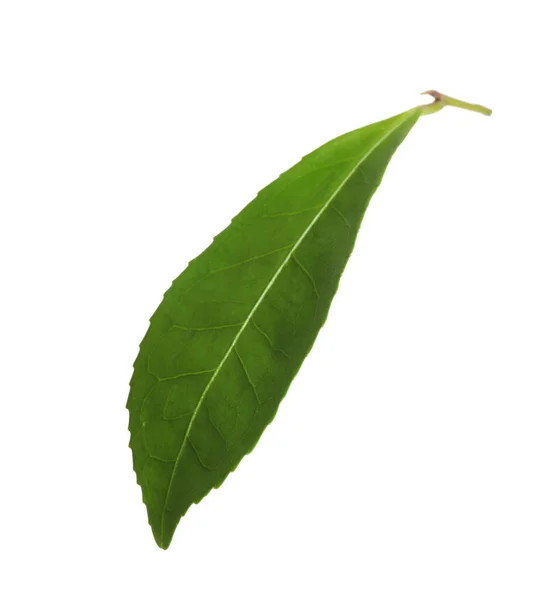 Hoja Verde Planta Aislada Blanco —  Fotos de Stock