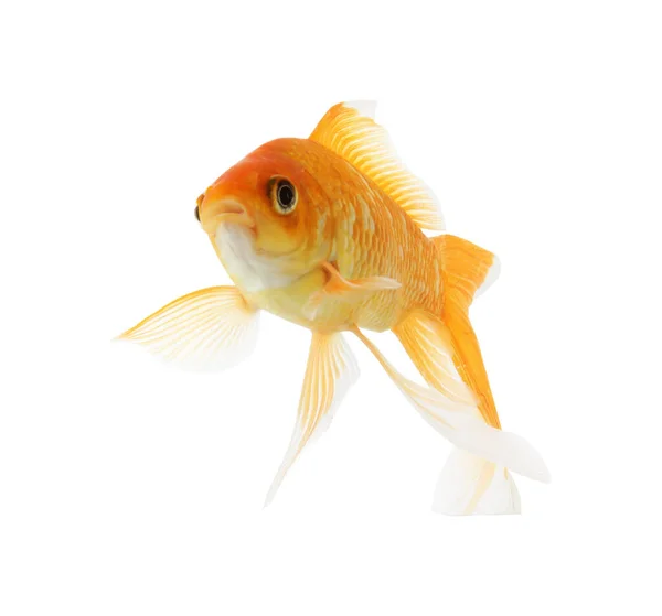 Schöne Helle Kleine Goldfische Isoliert Auf Weiß — Stockfoto