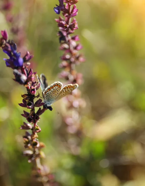 Beau Adonis Papillon Bleu Sur Fleur Dans Champ Gros Plan — Photo